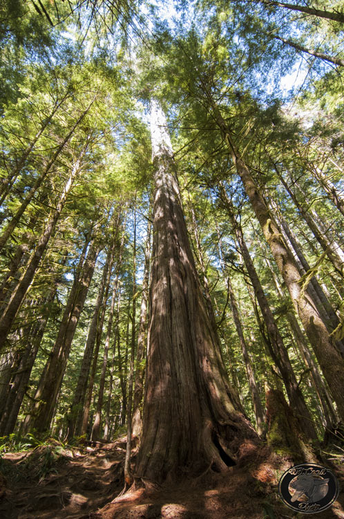 Port Renfrew BC Old Growth Western Red Cedar