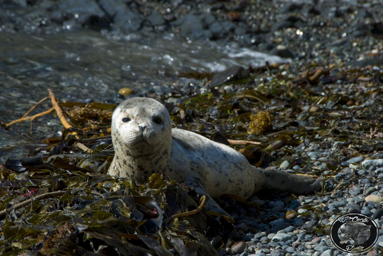 Baby Seal
