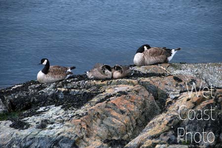 Canada Geese