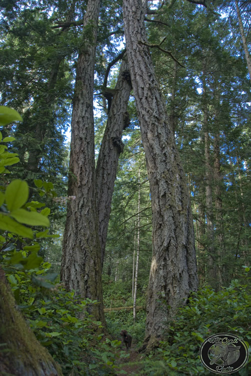 East Sooke Park Old Growth